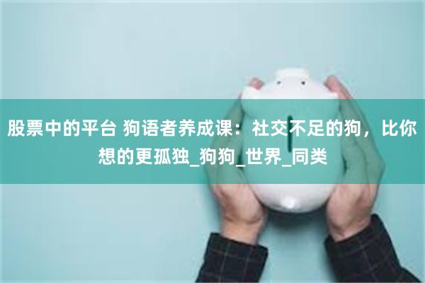 股票中的平台 狗语者养成课：社交不足的狗，比你想的更孤独_狗狗_世界_同类